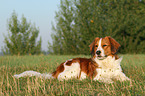 lying Kooikerhondje