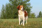 standing Kooikerhondje