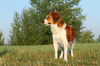 standing Kooikerhondje