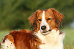 Kooikerhondje Portrait
