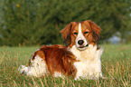 lying Kooikerhondje