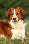 lying Kooikerhondje