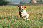 playing Kooikerhondje