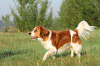 walking Kooikerhondje