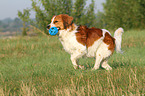 playing Kooikerhondje