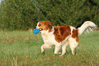 playing Kooikerhondje