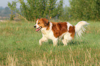 running Kooikerhondje