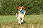playing Kooikerhondje