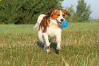 playing Kooikerhondje
