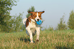 playing Kooikerhondje