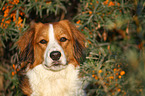 Kooikerhondje Portrait