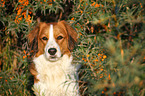 Kooikerhondje Portrait