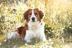 lying Kooikerhondje