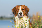 Kooikerhondje Portrait