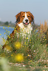 sitting Kooikerhondje