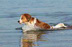 running Kooikerhondje