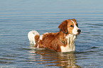 bathing Kooikerhondje