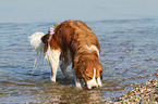 bathing Kooikerhondje