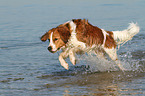 running Kooikerhondje