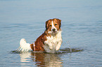 running Kooikerhondje