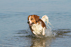 running Kooikerhondje