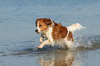 running Kooikerhondje