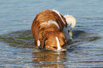 playing Kooikerhondje