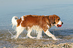 playing Kooikerhondje