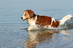 running Kooikerhondje