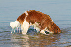 playing Kooikerhondje