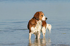 bathing Kooikerhondje