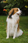sitting Kooikerhondje