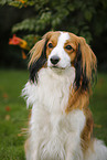 Kooikerhondje Portrait