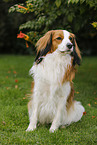 sitting Kooikerhondje