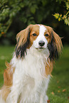 Kooikerhondje