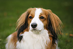 Kooikerhondje Portrait