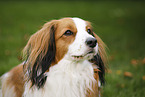 Kooikerhondje Portrait