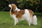 Kooikerhondje