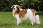 Kooikerhondje