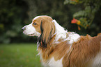 Kooikerhondje Portrait
