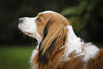 Kooikerhondje Portrait