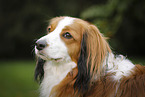 Kooikerhondje Portrait