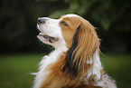 Kooikerhondje Portrait