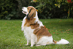 sitting Kooikerhondje