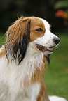 Kooikerhondje Portrait