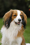 Kooikerhondje Portrait