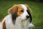 Kooikerhondje Portrait