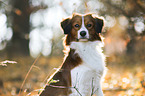 Kooikerhondje