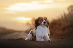 lying Kooikerhondje