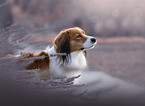 Kooikerhondje portrait